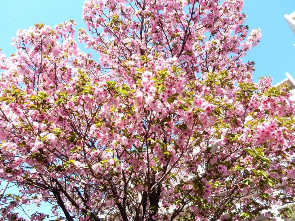 現在の画像に代替テキストがありません。ファイル名: DSCN0930.jpg